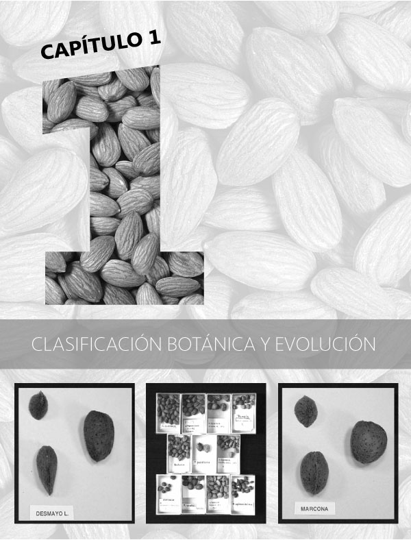 1 Clasificación botánica y evolución del almendro portada