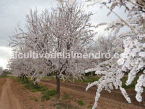 12 Floración variedad almendra Belona - Cultivo del almendro
